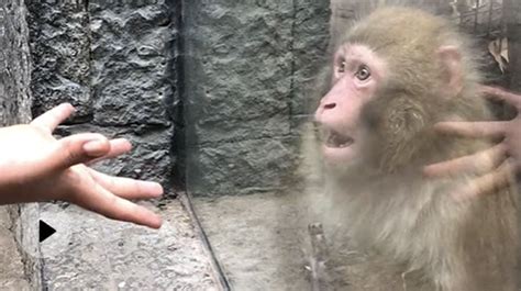Monkey's Mind is Blown by an Unbelievable Magic Trick